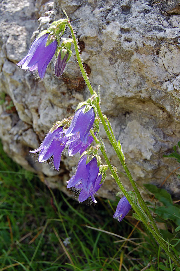 Campanula barbata / Campanula pelosa